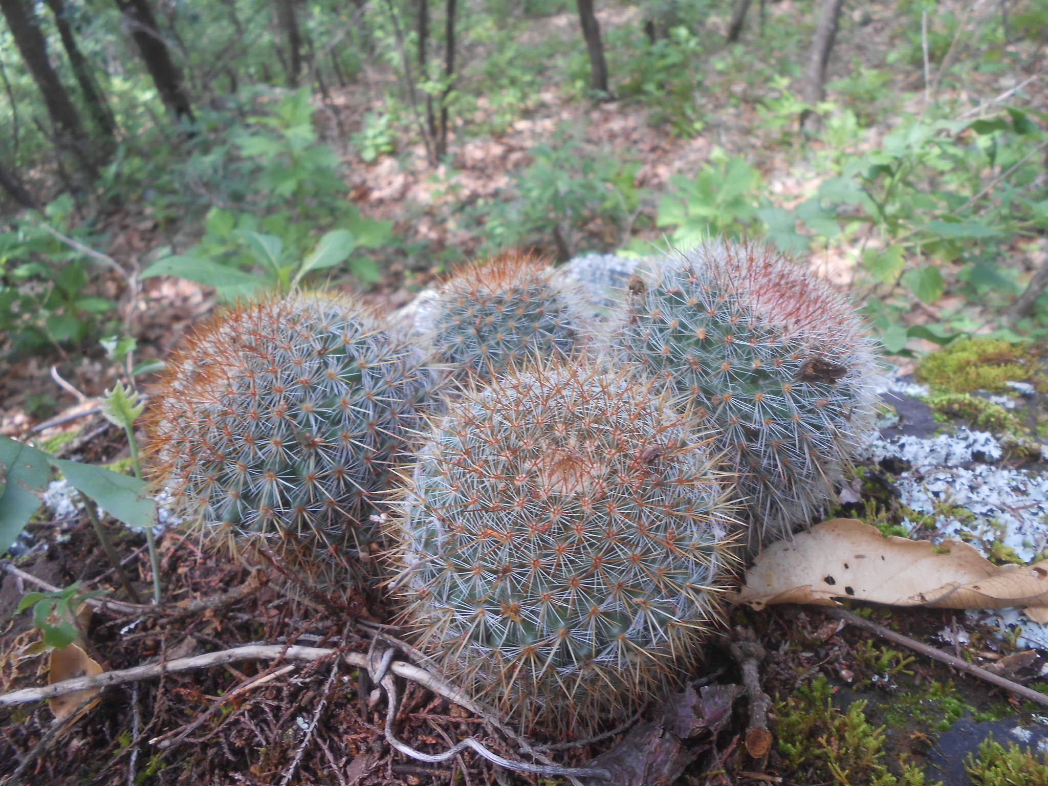 Mammillaria nunezii ssp. nunezii